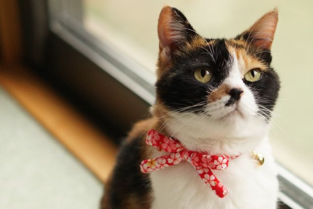 ハンドメイドのちりめんリボンが可愛い江戸猫首輪つけた猫