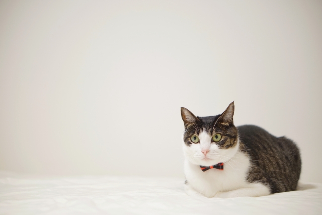 ハンドメイドの赤いリボン付き首輪をつけた猫