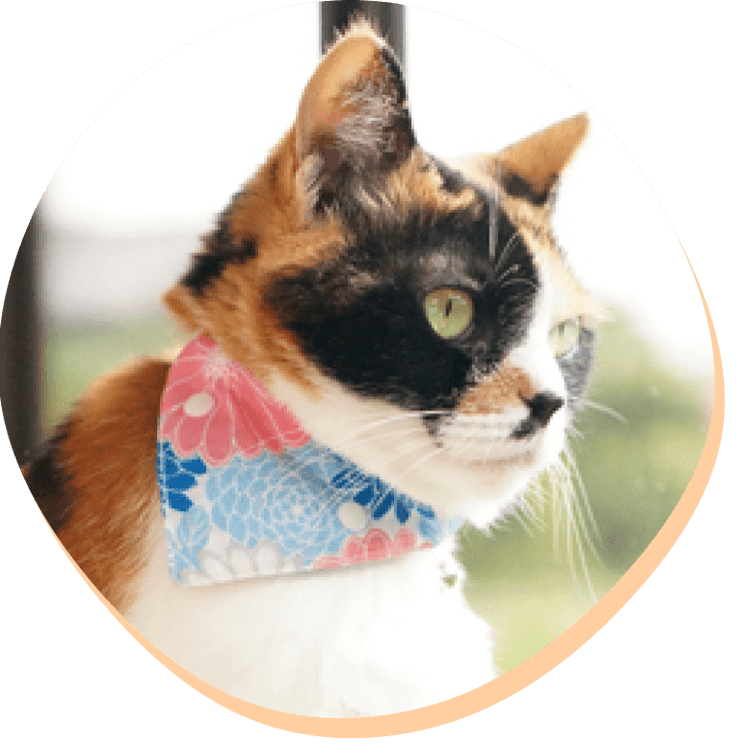 猫さんの負担も少ない