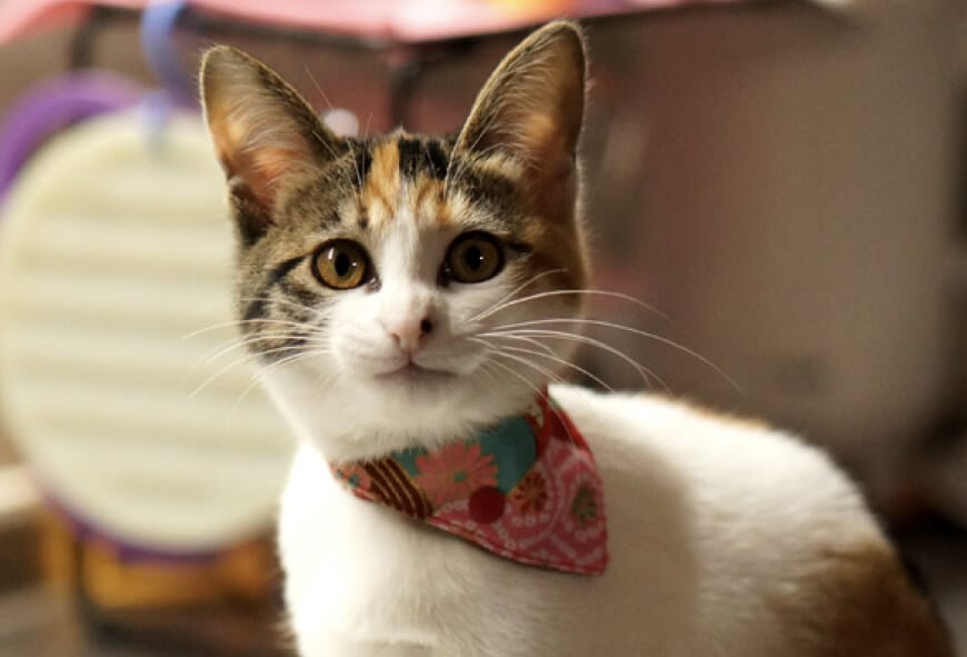 豊富なデザインから選べる